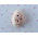 Pink Hlaf Egg